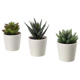 3 Pack of Artificial Succulent Potted Plants in White Plastic 6cm Pot Interior Decoration - Shhh...
