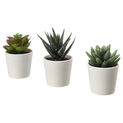 3 Pack of Artificial Succulent Potted Plants in White Plastic 6cm Pot Interior Decoration - Shhh...