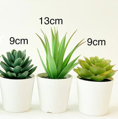 3 Pack of Artificial Succulent Potted Plants in White Plastic 6cm Pot Interior Decoration - Shhh...