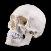 Skull life sized human medical training model