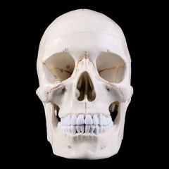 Skull life sized human medical training model
