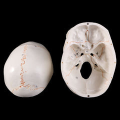 Skull life sized human medical training model