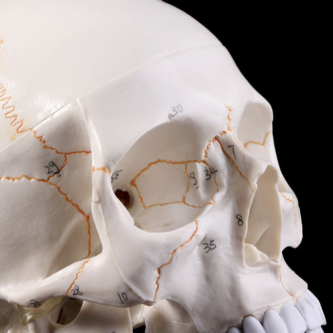 Skull life sized human medical training model
