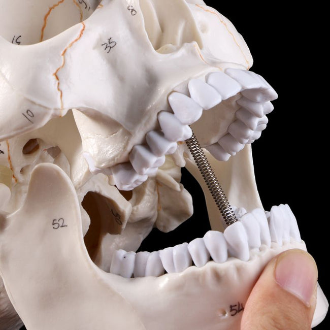 Skull life sized human medical training model
