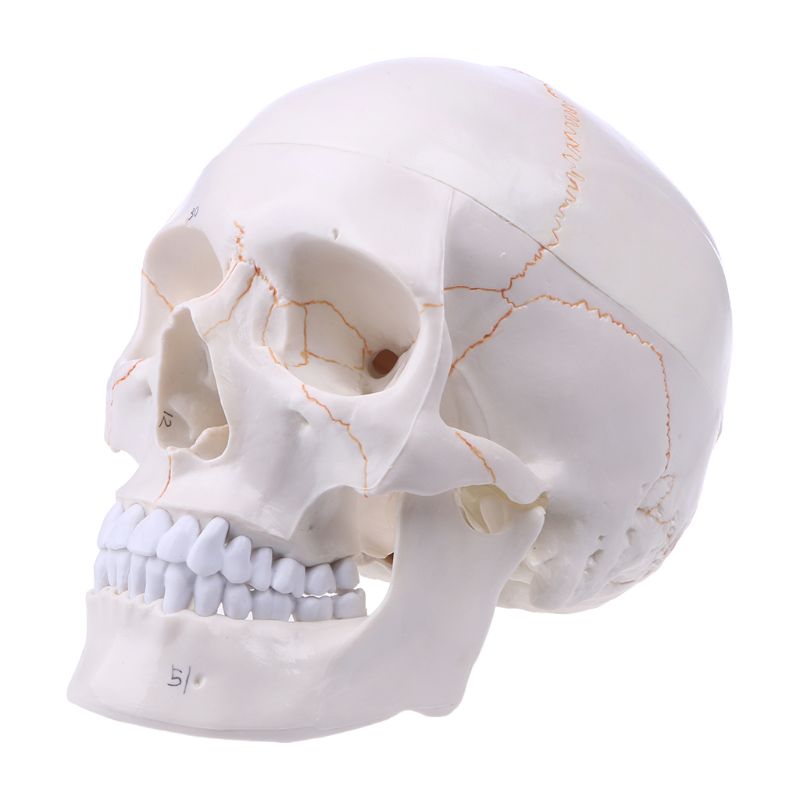 Skull life sized human medical training model