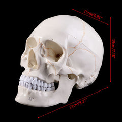 Skull life sized human medical training model
